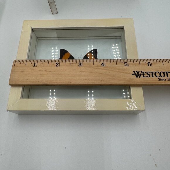 FRAMED DAGGERWING BUTTERFLY (MARPESIA CORINNA) Mounted butterfly wall hanging pi - Picture 8 of 11